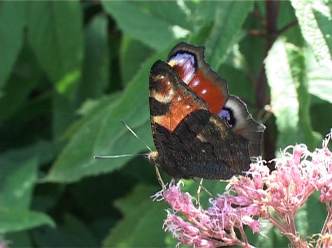 Tagpfauenauge ( Inachis io ), auf Wasserdost : Moers, in unserem Garten, 07.09.2009